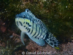 A Harlequin Bass posing for a photo in the water of the R... by David Gilchrist 